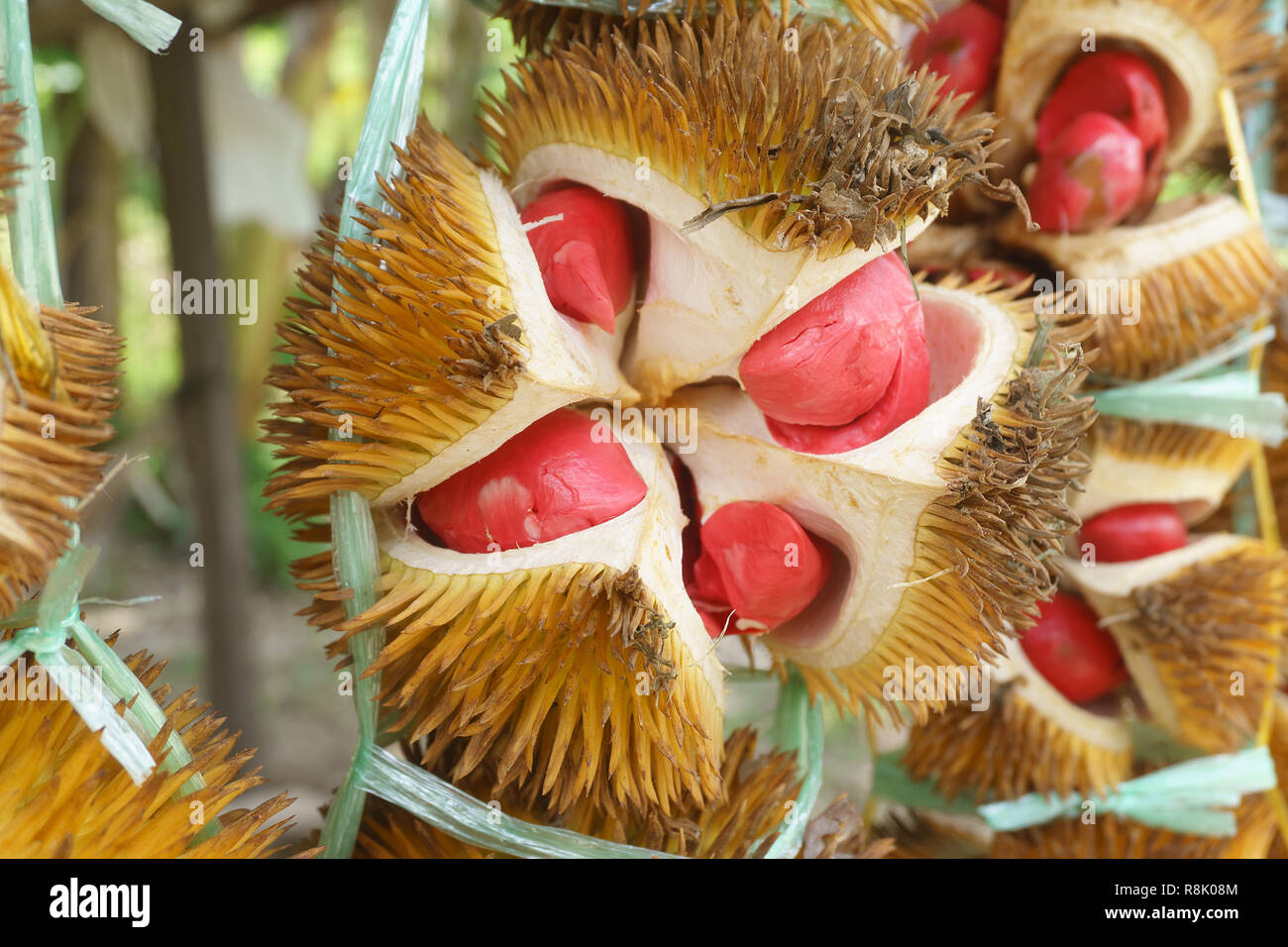 Exotische rot gefärbten Durian native auf den Dschungel von Sabah Malaysia Borneo. Stockfoto