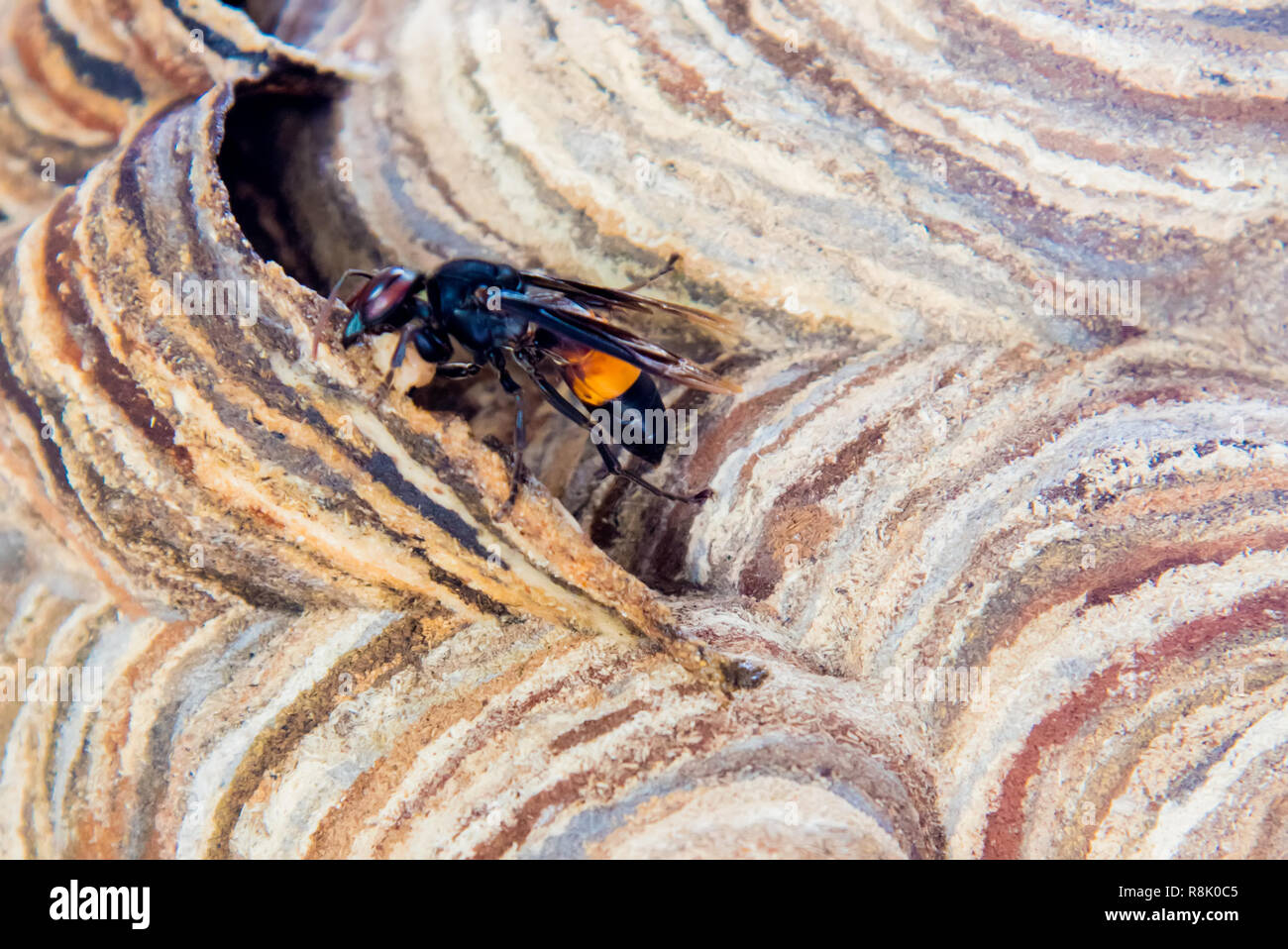 Wasp Nest mit Wespen darauf sitzt. Wespen polist. Das Nest einer Familie von Wespen, die ein Close-up genommen wird Stockfoto