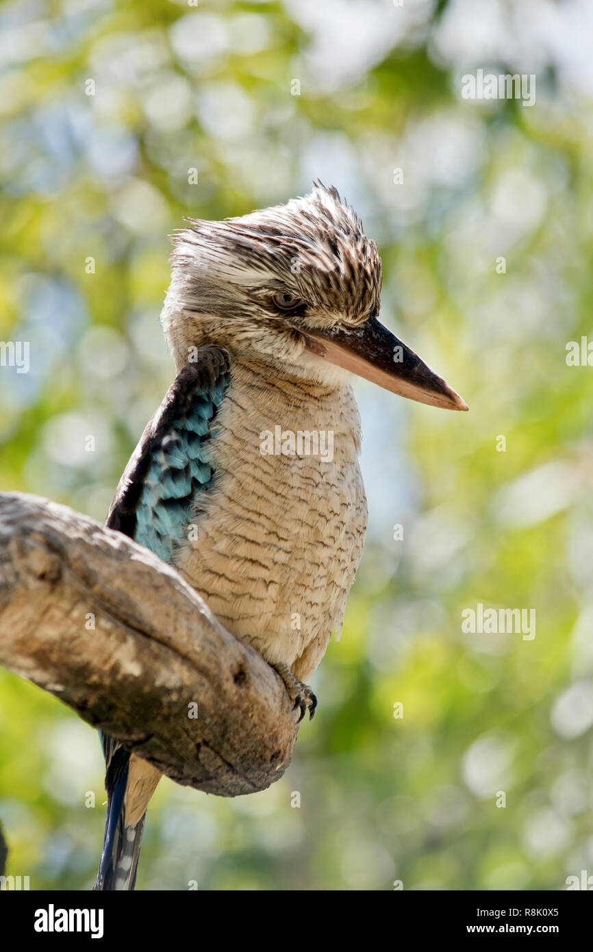 Kookaburra sitzt in einem Gummibaum in Victoria, Australien Stockfotografie  - Alamy