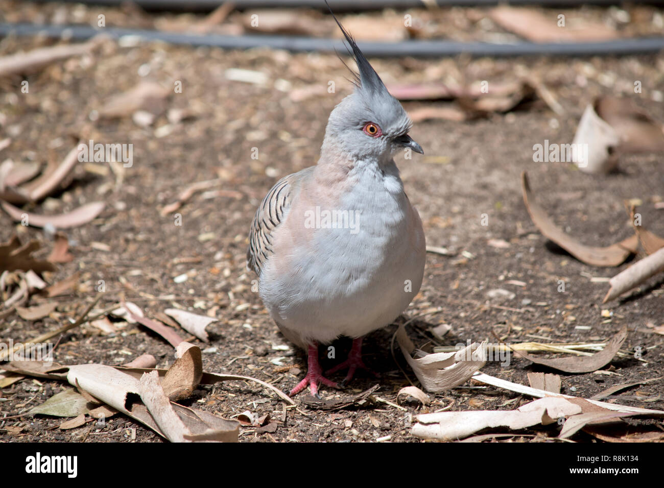 Dies ist eine Nahaufnahme eines Crested pigeon Stockfoto