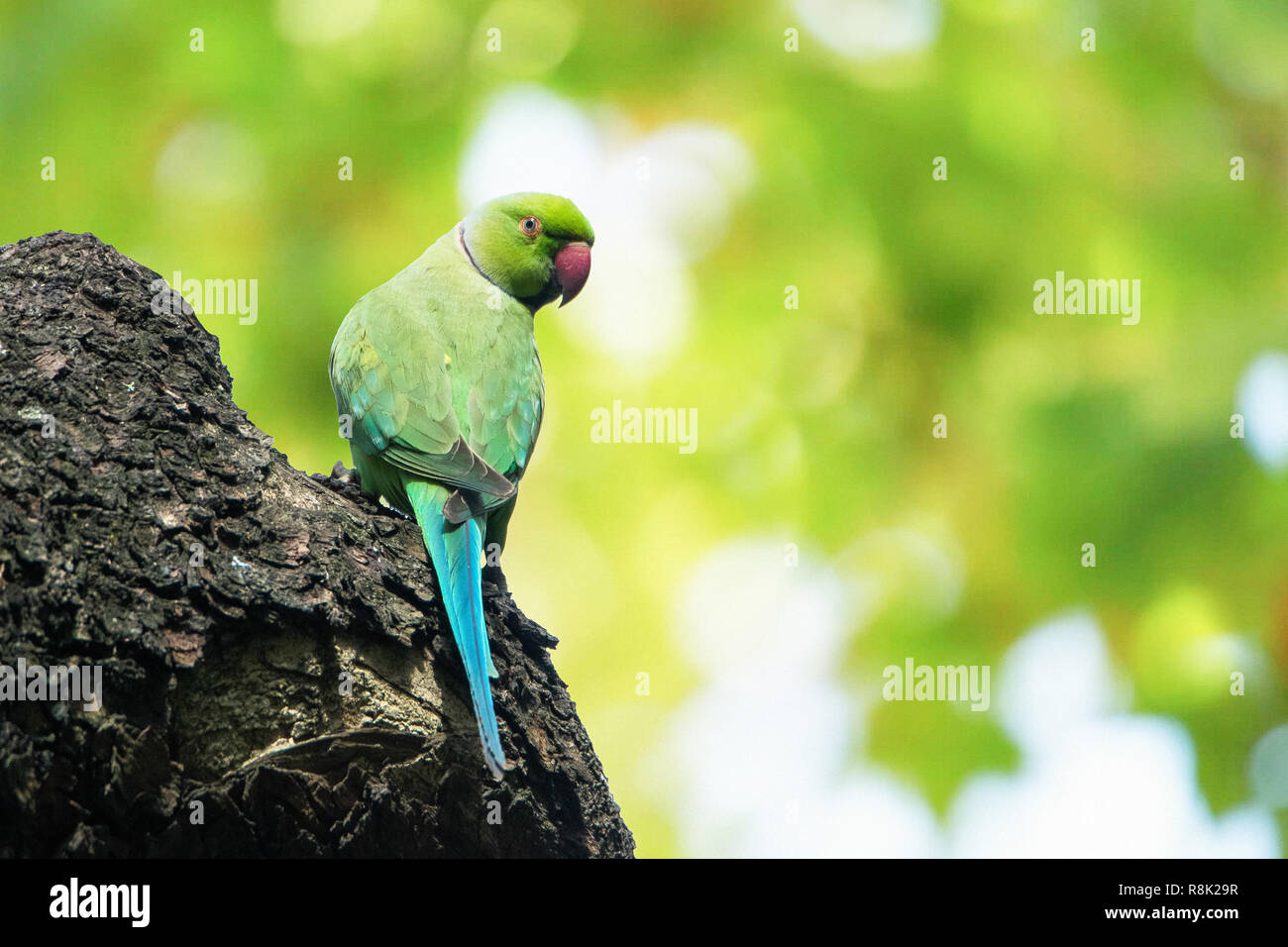 Eine der schönen Vogel in dieser Welt Stockfoto