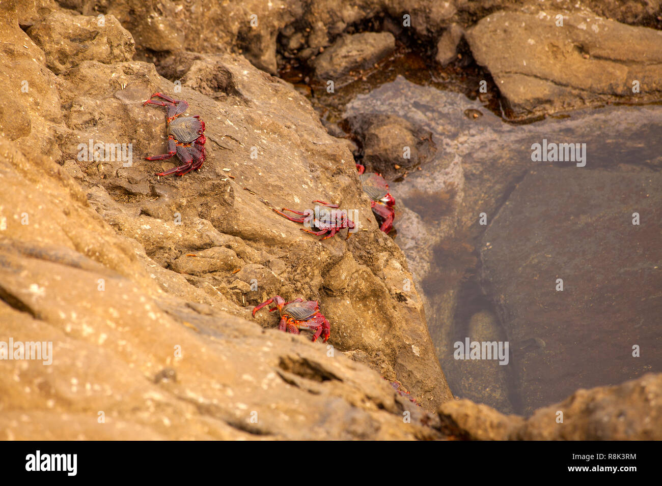 Fauna von Gran Canaria - rock Krabben Grapsus adscensionis vom Ufer, Banaderos Bereich Stockfoto