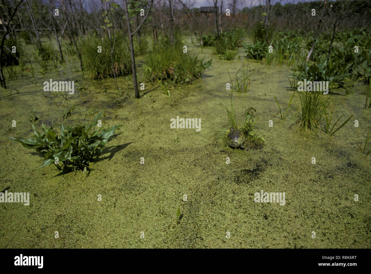 Nicht 113259 USA NEW JERSEY Morris County Great Swamp National Wildlife Refuge Stockfoto