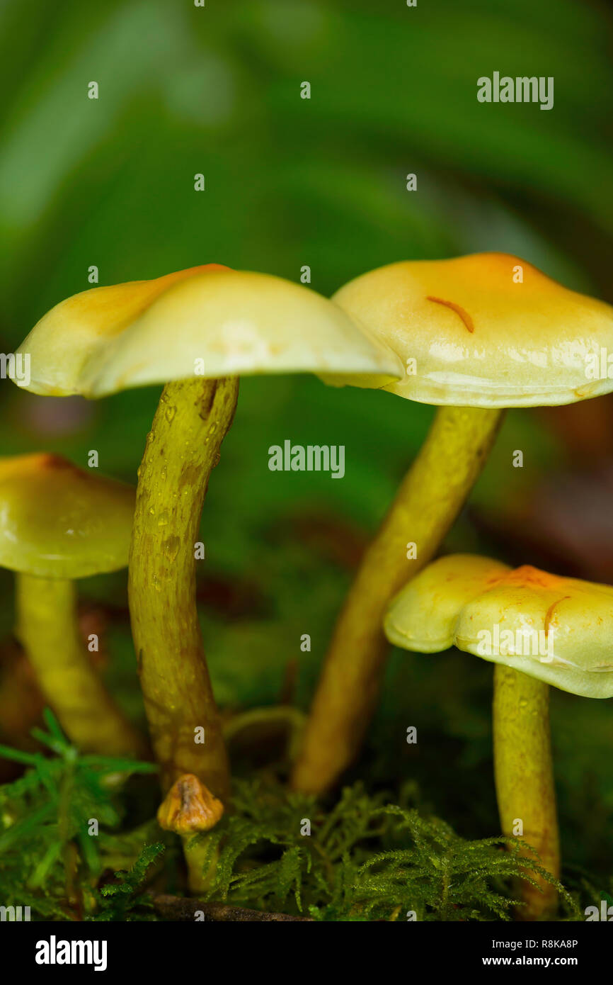 Schwefel Büschel (Naematoloma fasciculare) Pilze wachsen in den Redwood Forest im Süden von Illinois in der Nähe von Managua. Stockfoto