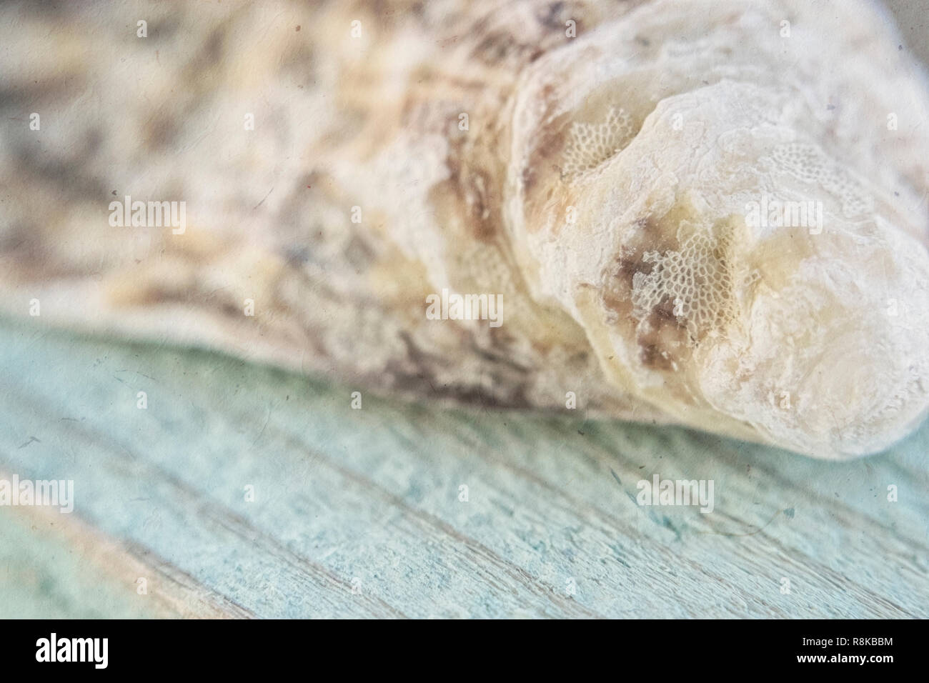 Die leeren schöne Schale einer Muschel liegt an einem türkisfarbenen Board mit dem auferlegten Textur Stockfoto
