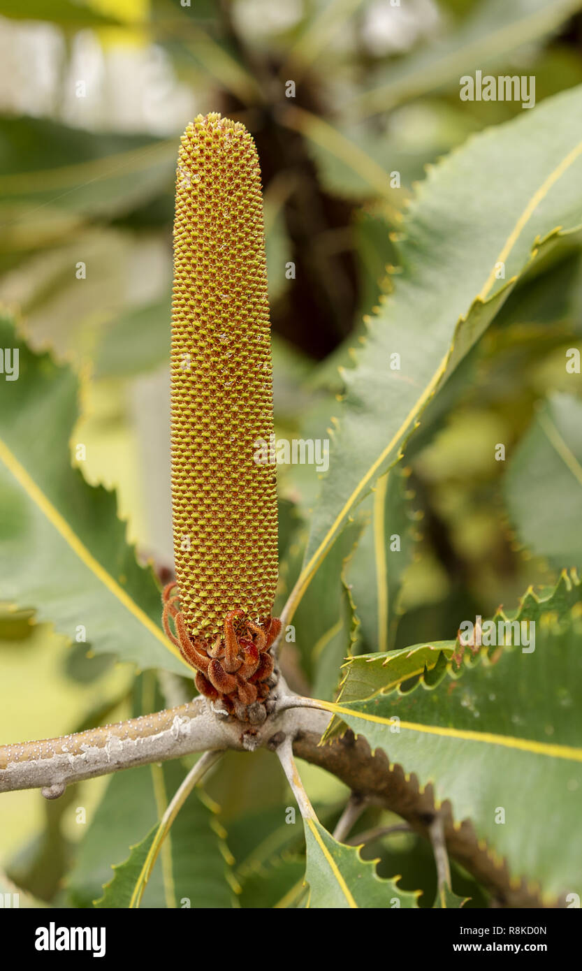 Dramatische suche Blume Spike von Banskia Robur oder Swamp banksia, eine australische Eingeborene Küsten Anlage Stockfoto