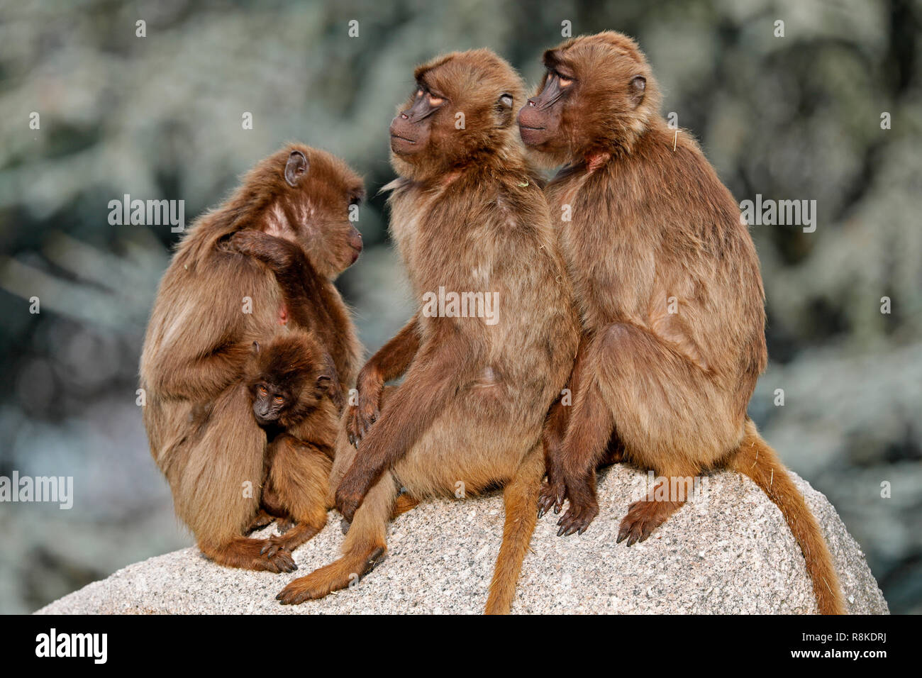 Dschelada, Blut Brust Pavian, (Theropithecus gelada), junge Tier, Captive, Stockfoto