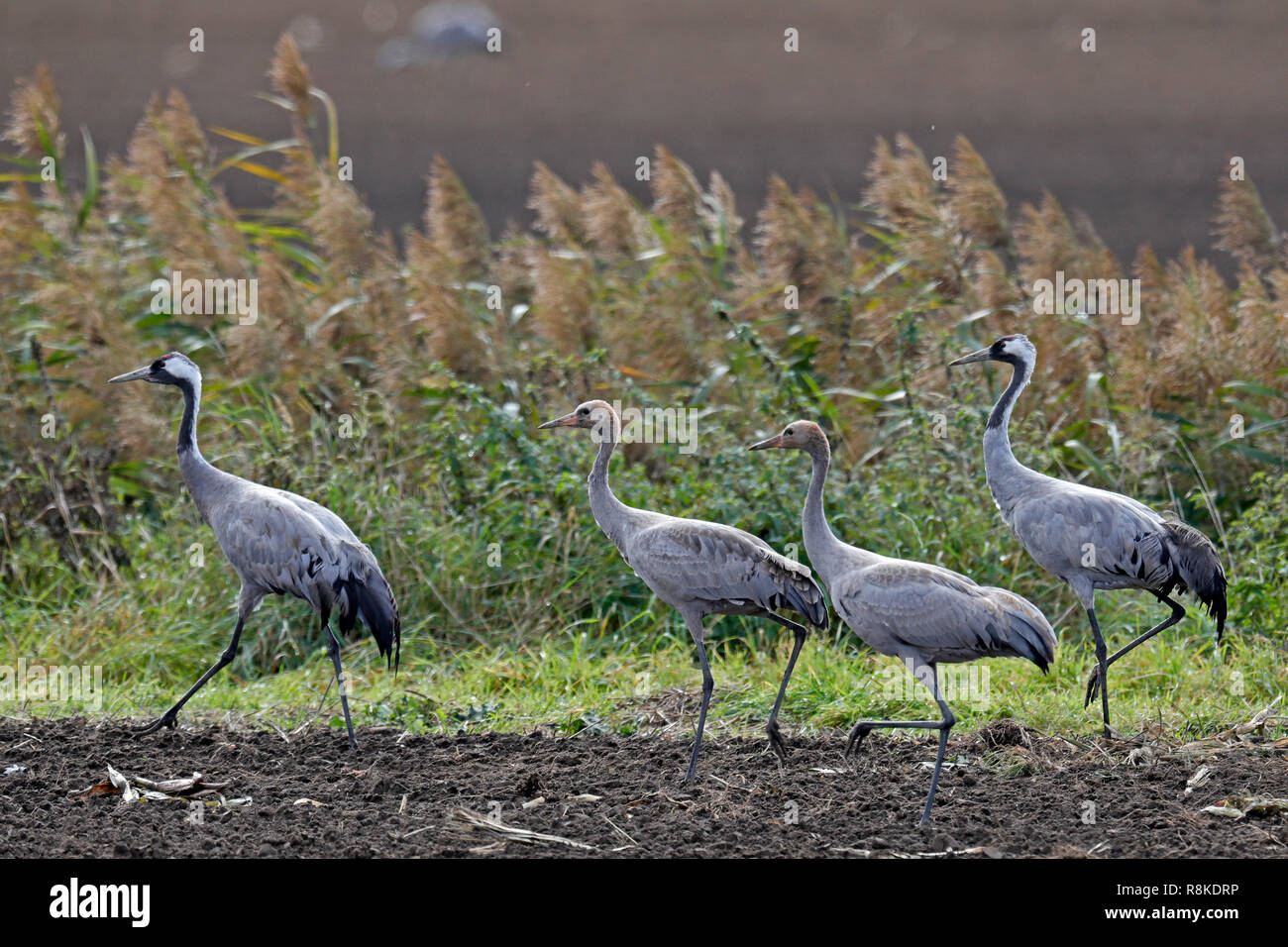 Kranich (Grus Grus), Wildlife, Nationalpark Vorpommersche Boddenlandschaft, Mecklenburg-Vorpommern, Deutschland Stockfoto