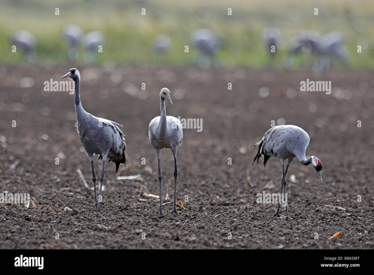 Kranich (Grus Grus), Wildlife, Nationalpark Vorpommersche Boddenlandschaft, Mecklenburg-Vorpommern, Deutschland Stockfoto