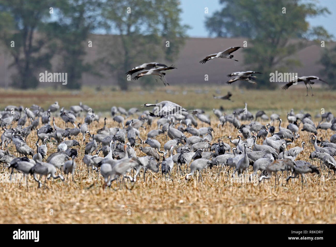 Kranich (Grus Grus), Wildlife, Nationalpark Vorpommersche Boddenlandschaft, Mecklenburg-Vorpommern, Deutschland Stockfoto