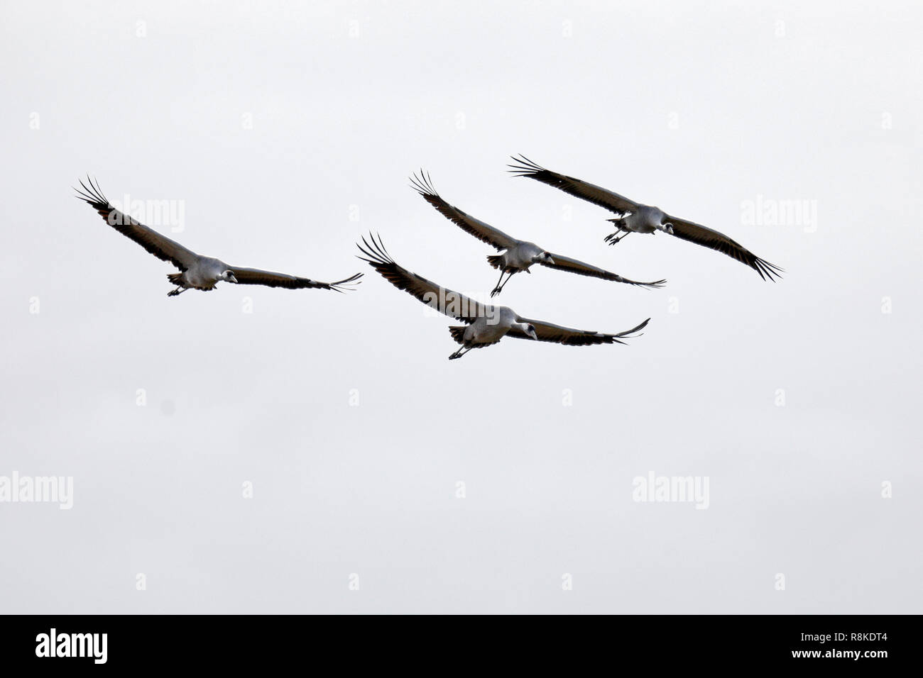 Kranich (Grus Grus), Wildlife, Nationalpark Vorpommersche Boddenlandschaft, Mecklenburg-Vorpommern, Deutschland Stockfoto