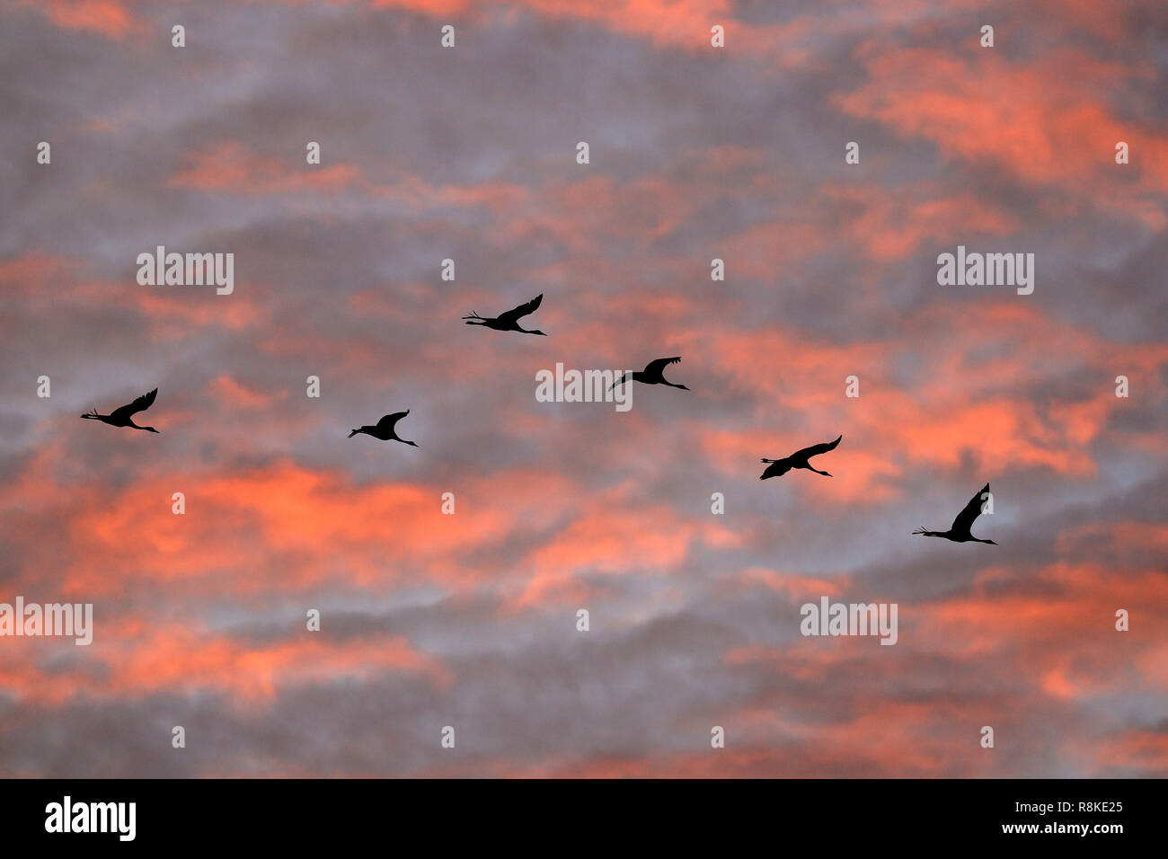 Kranich (Grus Grus), Wildlife, Nationalpark Vorpommersche Boddenlandschaft, Mecklenburg-Vorpommern, Deutschland Stockfoto