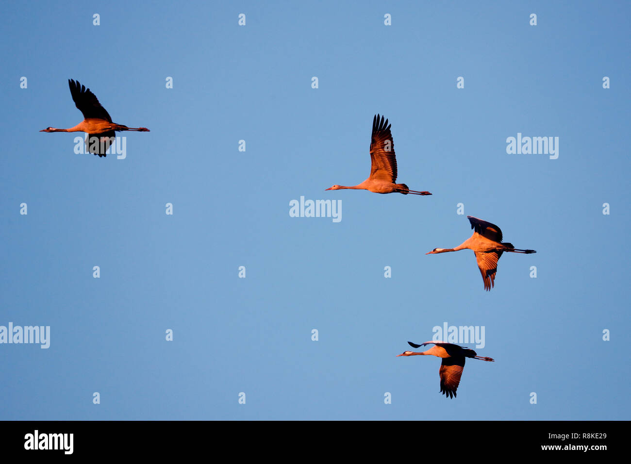 Kranich (Grus Grus), Wildlife, Nationalpark Vorpommersche Boddenlandschaft, Mecklenburg-Vorpommern, Deutschland Stockfoto