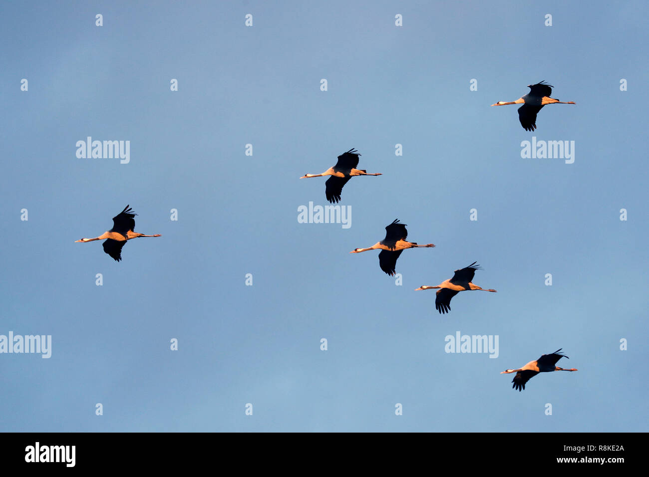 Kranich (Grus Grus), Wildlife, Nationalpark Vorpommersche Boddenlandschaft, Mecklenburg-Vorpommern, Deutschland Stockfoto