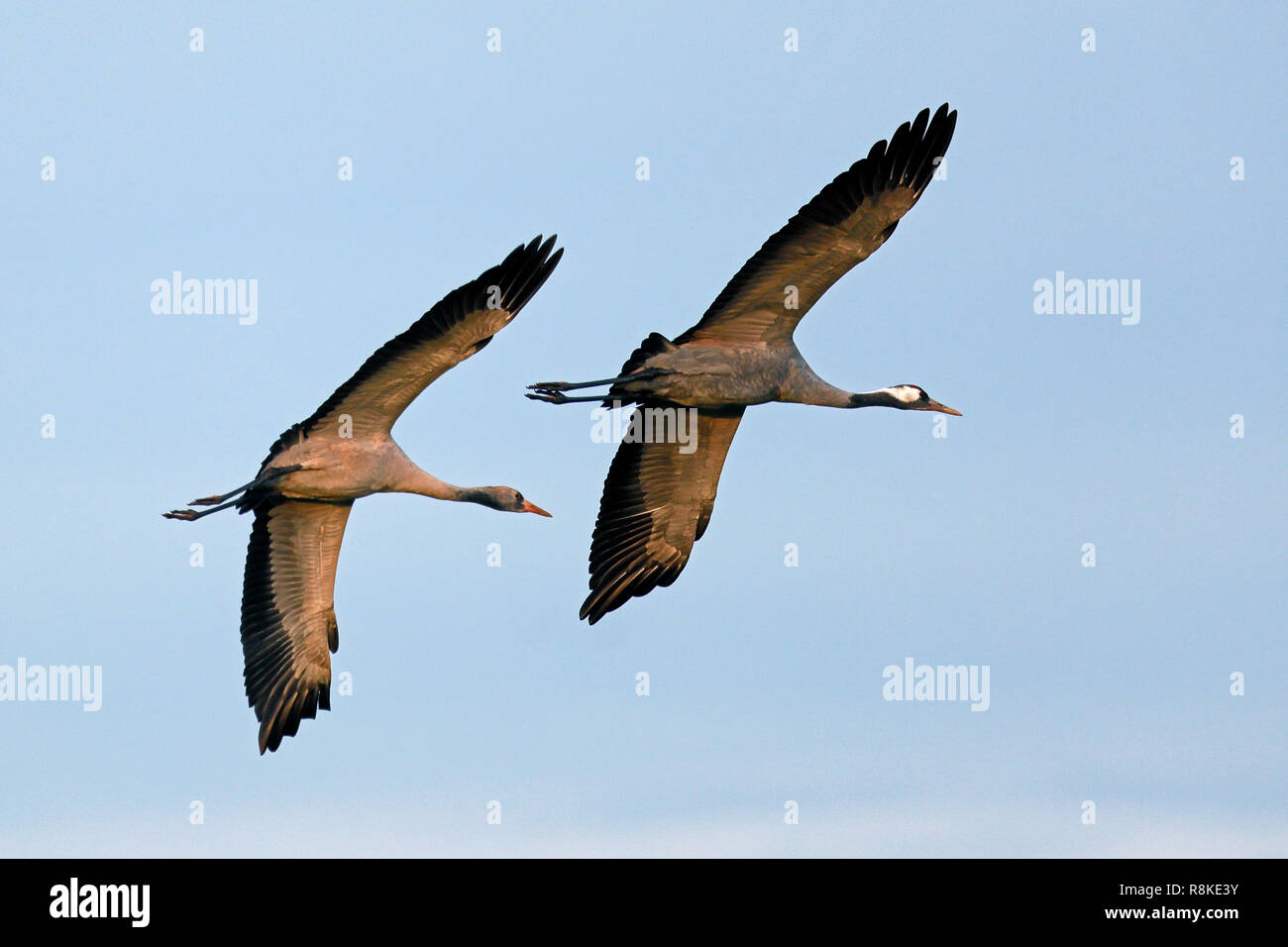 Kranich (Grus Grus), Wildlife, Nationalpark Vorpommersche Boddenlandschaft, Mecklenburg-Vorpommern, Deutschland Stockfoto