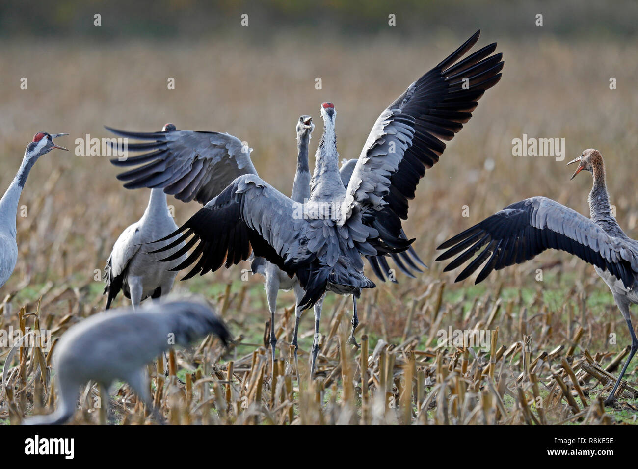 Kranich (Grus Grus), Wildlife, Nationalpark Vorpommersche Boddenlandschaft, Mecklenburg-Vorpommern, Deutschland Stockfoto