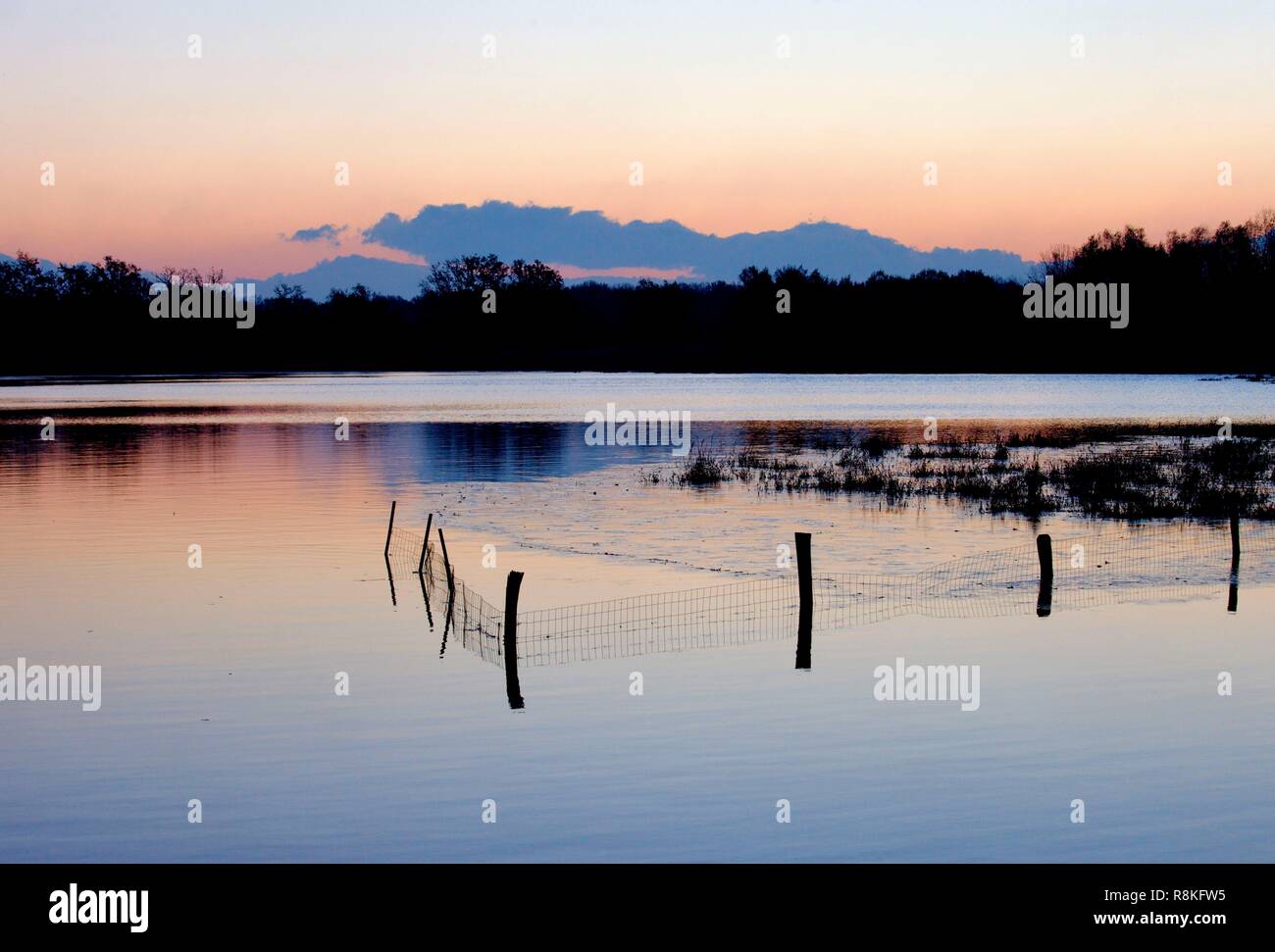 Frankreich, Ain, die Teiche der Dombes Stockfoto