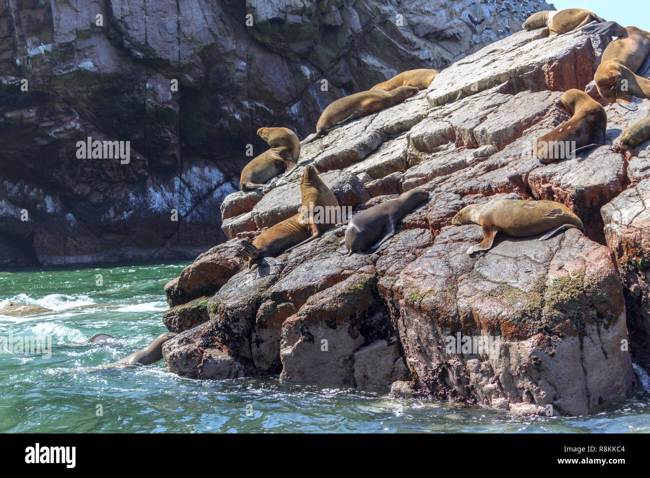 Seelöwen auf paracas Inseln in Peru Stockfoto