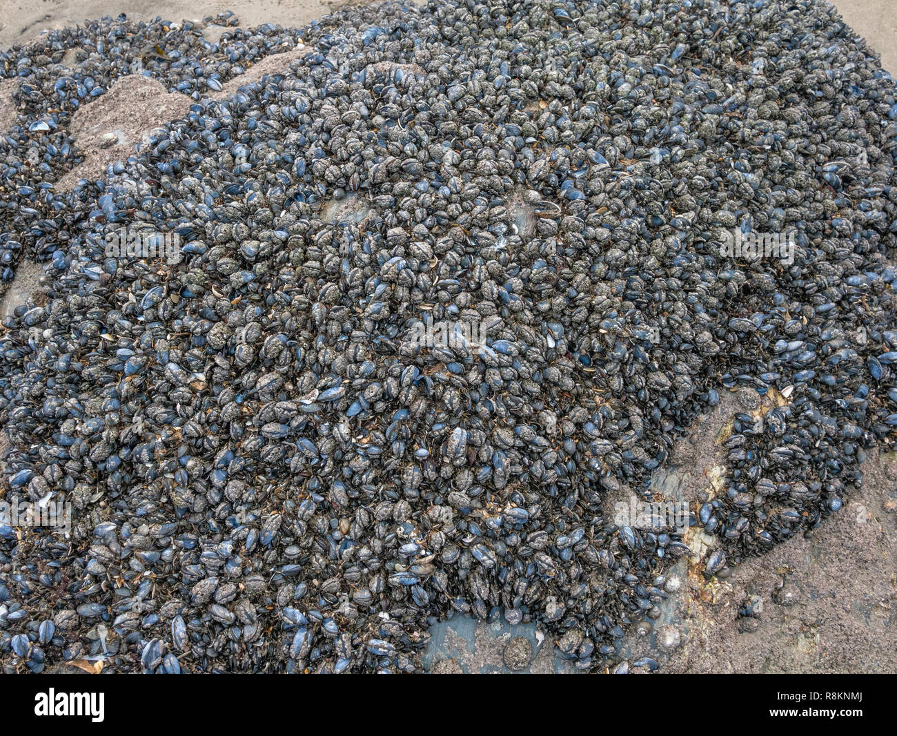 Unreife / kleine blaue Miesmuscheln / Mytilus edulis, die die abgerundete Oberfläche des Küstenausbisses in Cornwall, England, bedeckt. Metapher für die Schalentiere-Nahrungssuche. Stockfoto