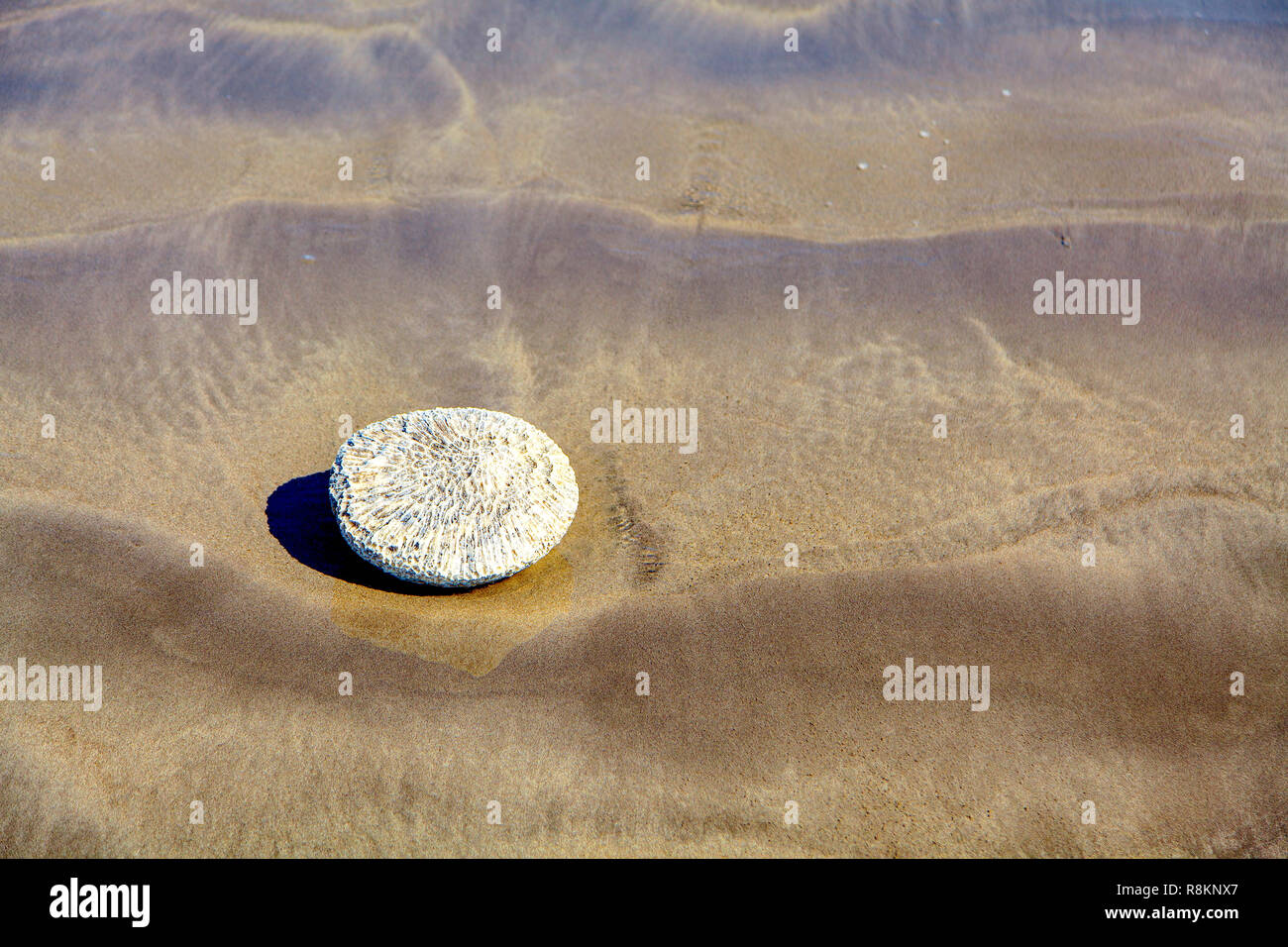 Korallen am Strand, Strand von Kuta Bali Indonesien Stockfoto