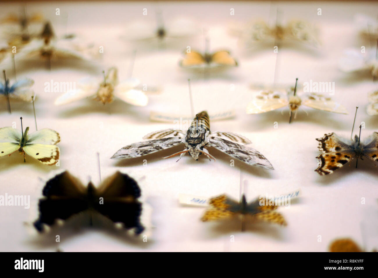 Priwet hawk Moth (Sphinx ligustri) in eine Schmetterlingssammlung konzentriert. Stockfoto