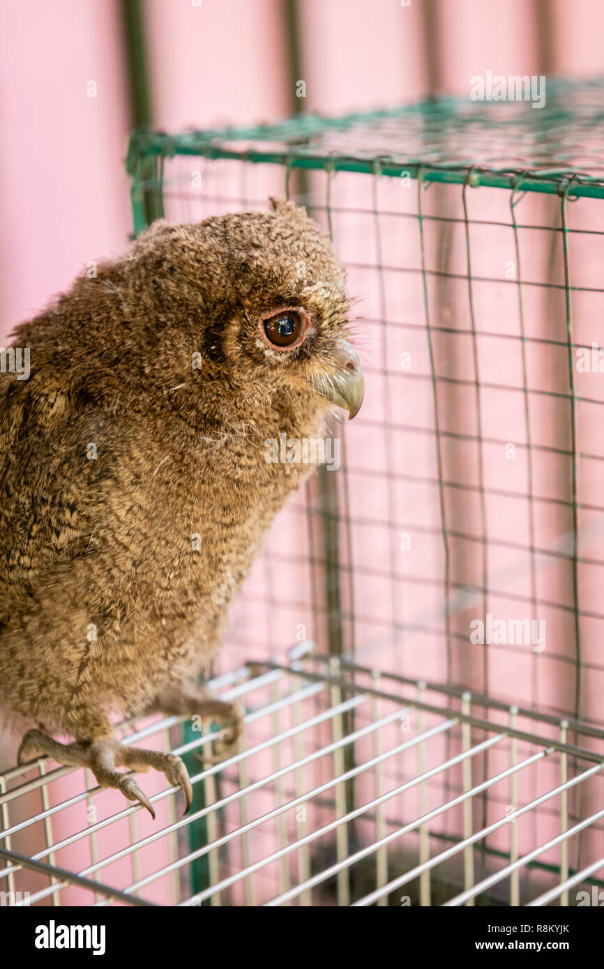 Indonesien, Java, Jakarta, Yogyakarta, baby Eule an Vogel Markt verkauft werden. Stockfoto