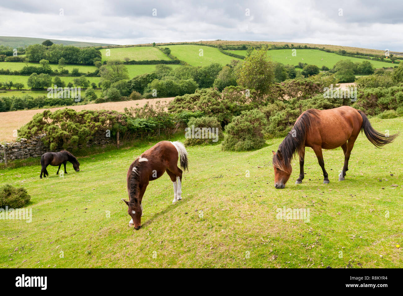 United Kingdom, England, Devon, Dartmoor National Park, Pferde Stockfoto
