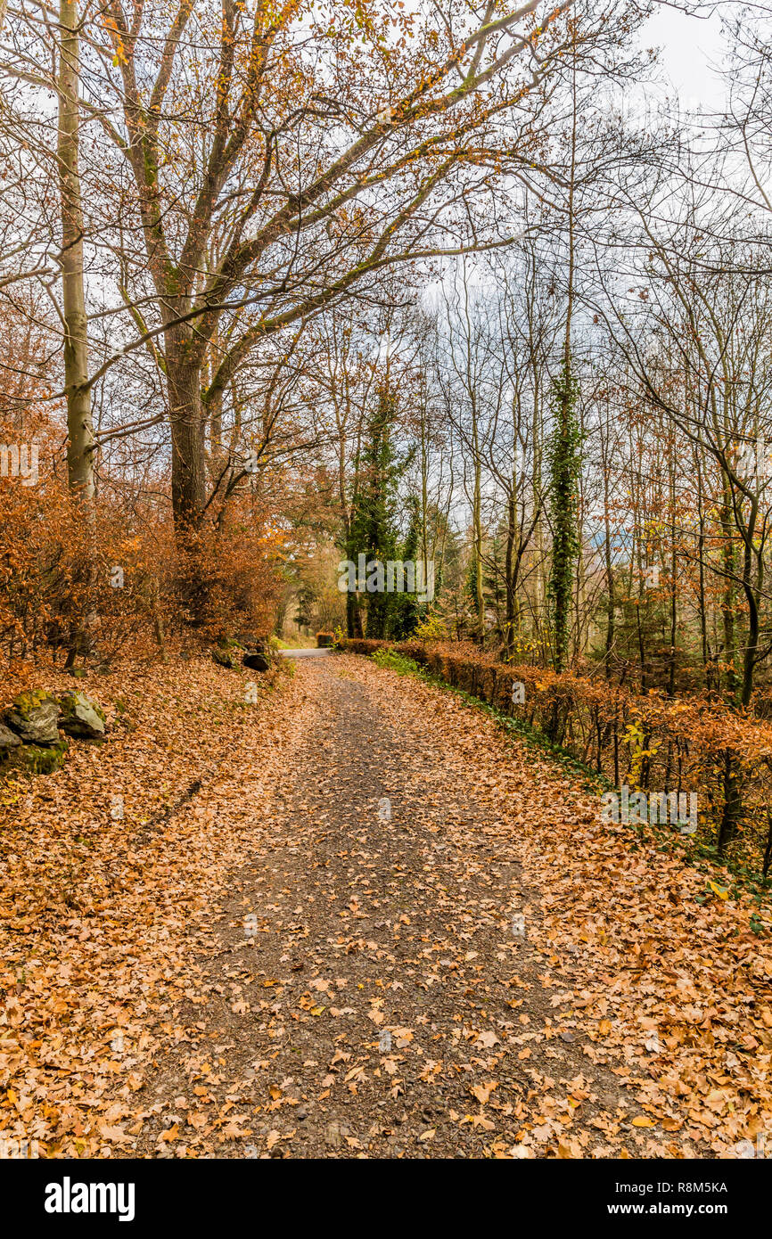 Schönes Bild von einem Weg durch den Wald auf eine magische und trübe Herbst Tag in Vielsalm in den Belgischen Ardennen, kopieren Raum Stockfoto