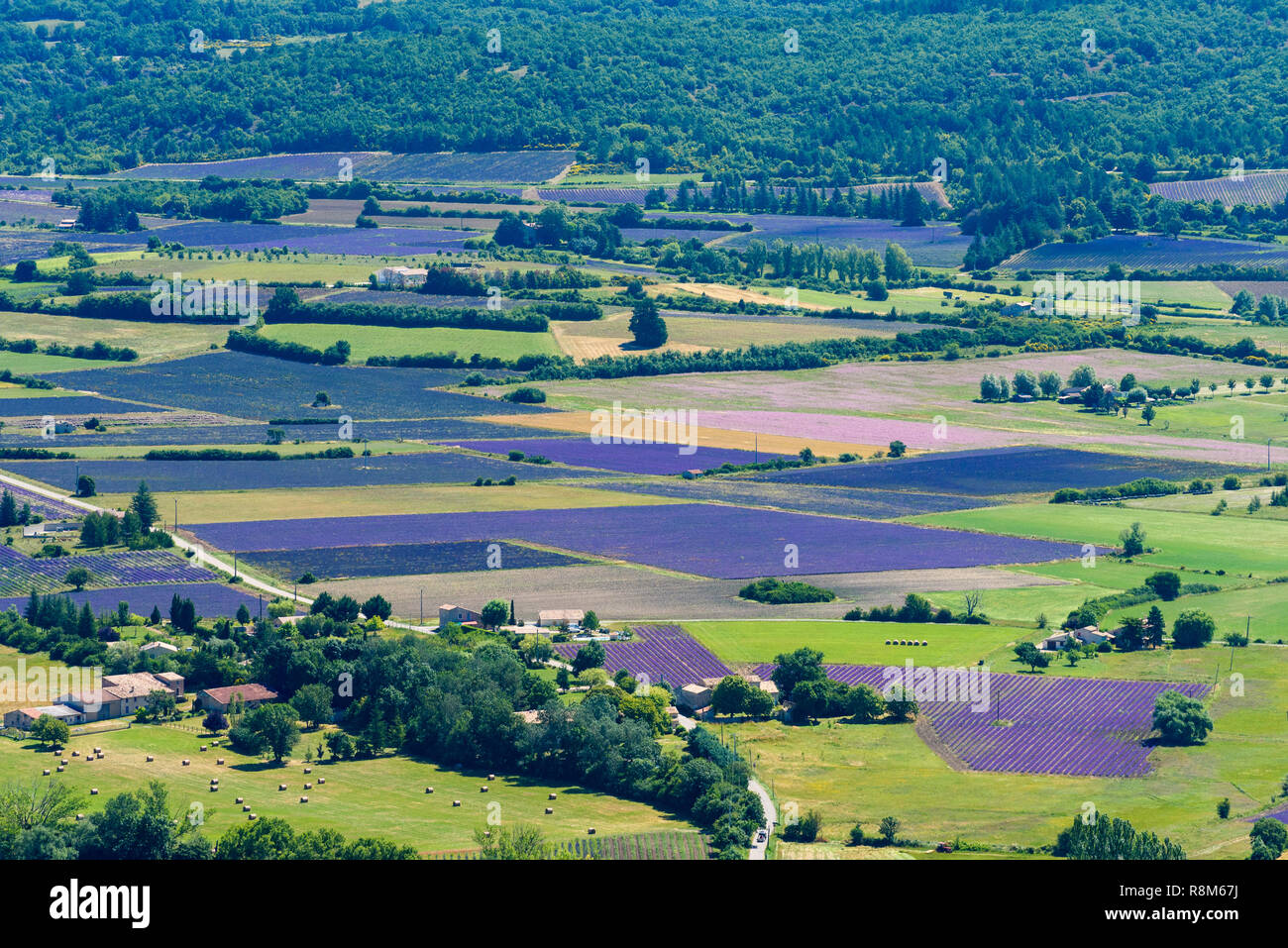 Lavendel Feldern, in der Nähe von Saukt, Provence, Frankreich Stockfoto