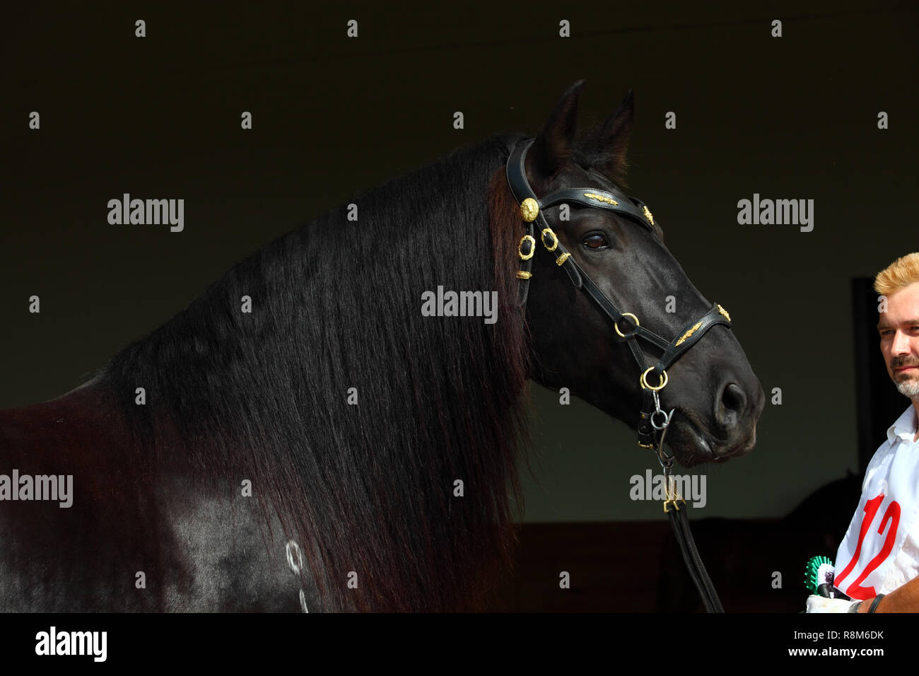 Schwarz barocken Pferd im dunklen Stall innen Stockfoto