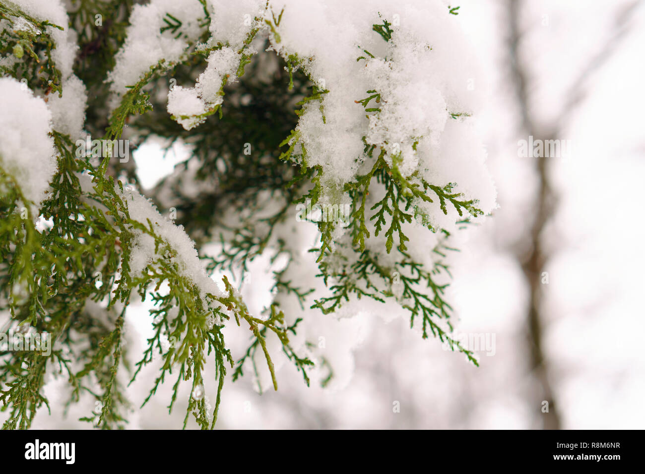 Raureif auf Blätter im Schnee im Winter Garten. Gefrorene Zweig mit Schneeflocken Hintergrund. Stockfoto