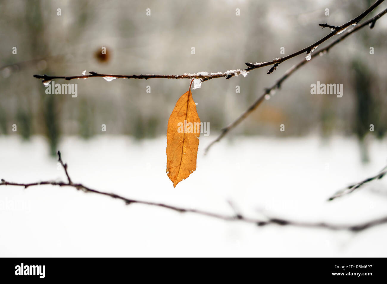 Raureif auf Blätter im Schnee im Winter Garten. Gefrorene Zweig mit Schneeflocken Hintergrund. Stockfoto