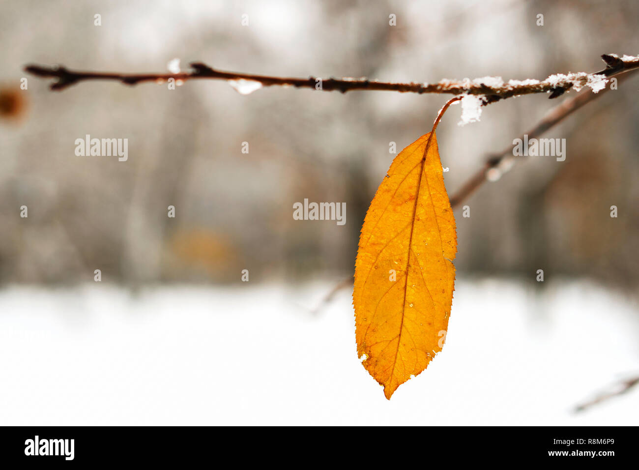 Raureif auf Blätter im Schnee im Winter Garten. Gefrorene Zweig mit Schneeflocken Hintergrund. Stockfoto