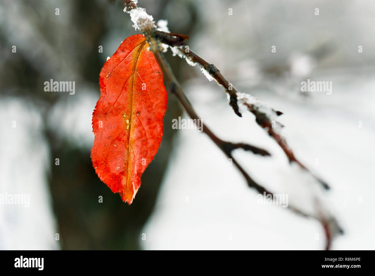 Raureif auf Blätter im Schnee im Winter Garten. Gefrorene Zweig mit Schneeflocken Hintergrund. Stockfoto