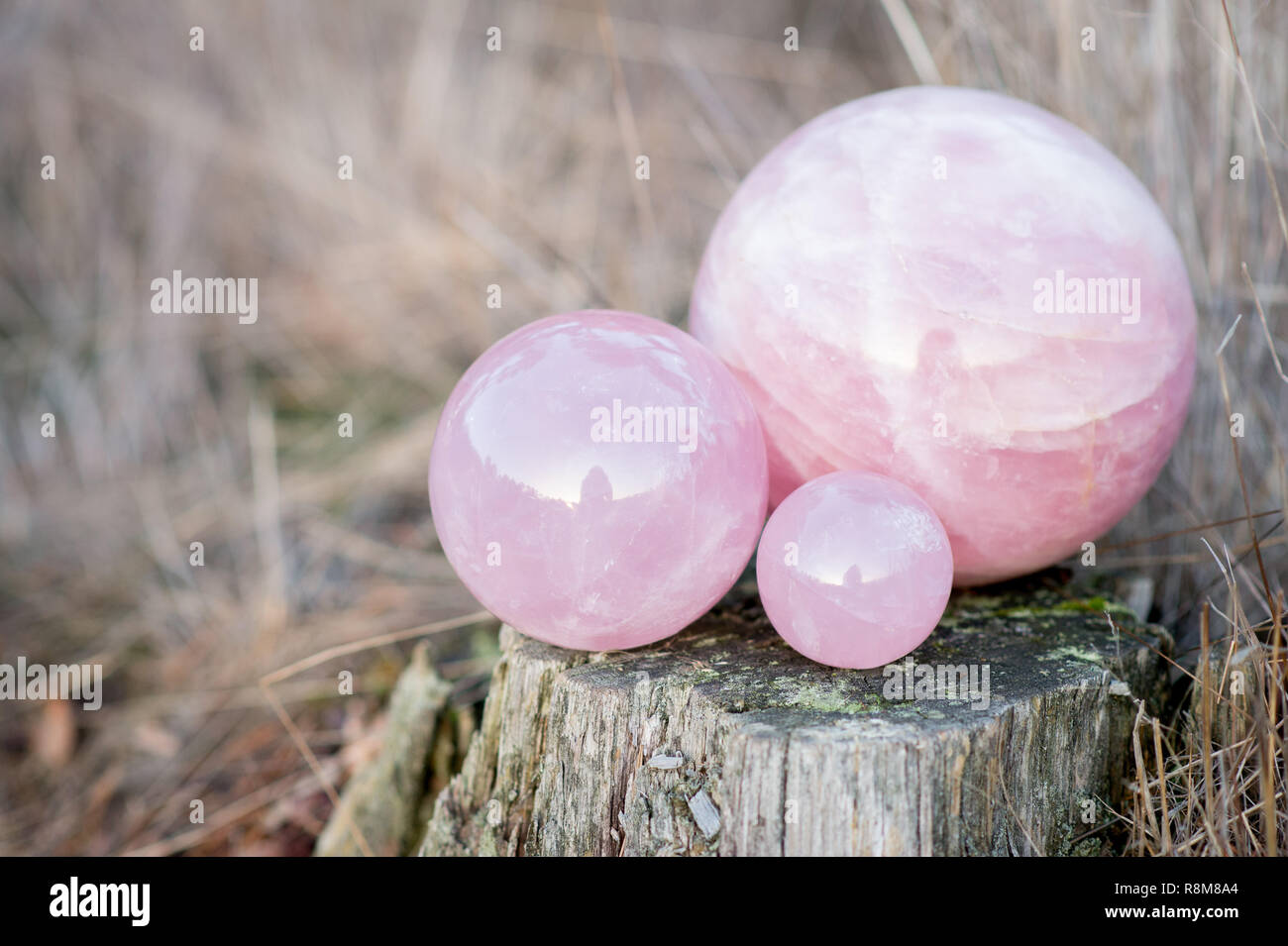 2 rose Quarz Kugeln in verschiedenen Größen auf einem Baum im Wald Stockfoto