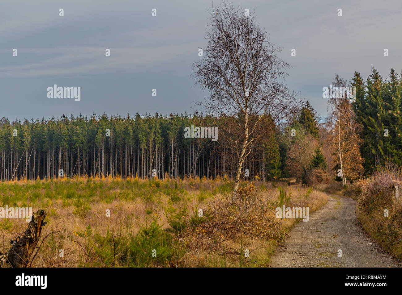 Schönes Bild von einem Weg der Steine, die zu den Wald mit vielen Pinien auf einem wundervollen kalten Wintertag in der Belgischen Ardennen Stockfoto
