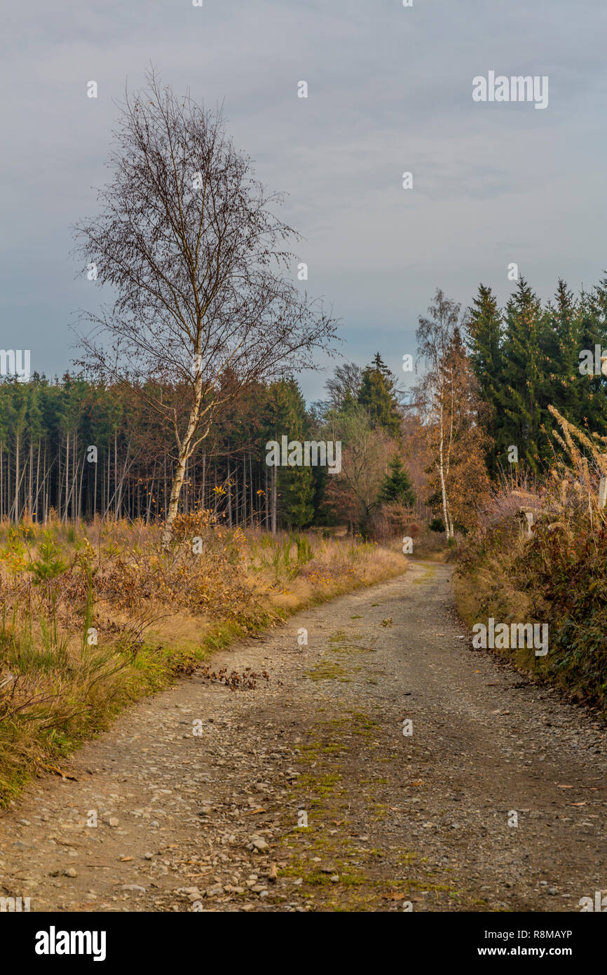 Bild von einem Weg der Steine, die zu den Wald mit vielen Pinien auf einen wunderbaren Winter Tag mit vielen Wolken, die in der belgischen Ardennen Stockfoto