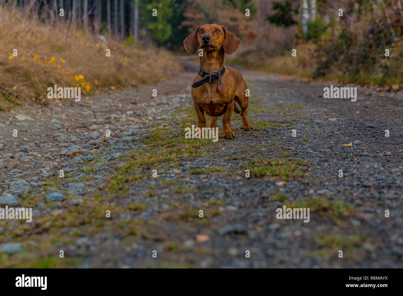 Bild von einem Dackel, stehend auf einem gepflasterten Weg auf der Suche sehr aufmerksam in den Wald an einem schönen Herbsttag in den Belgischen Ardennen Stockfoto