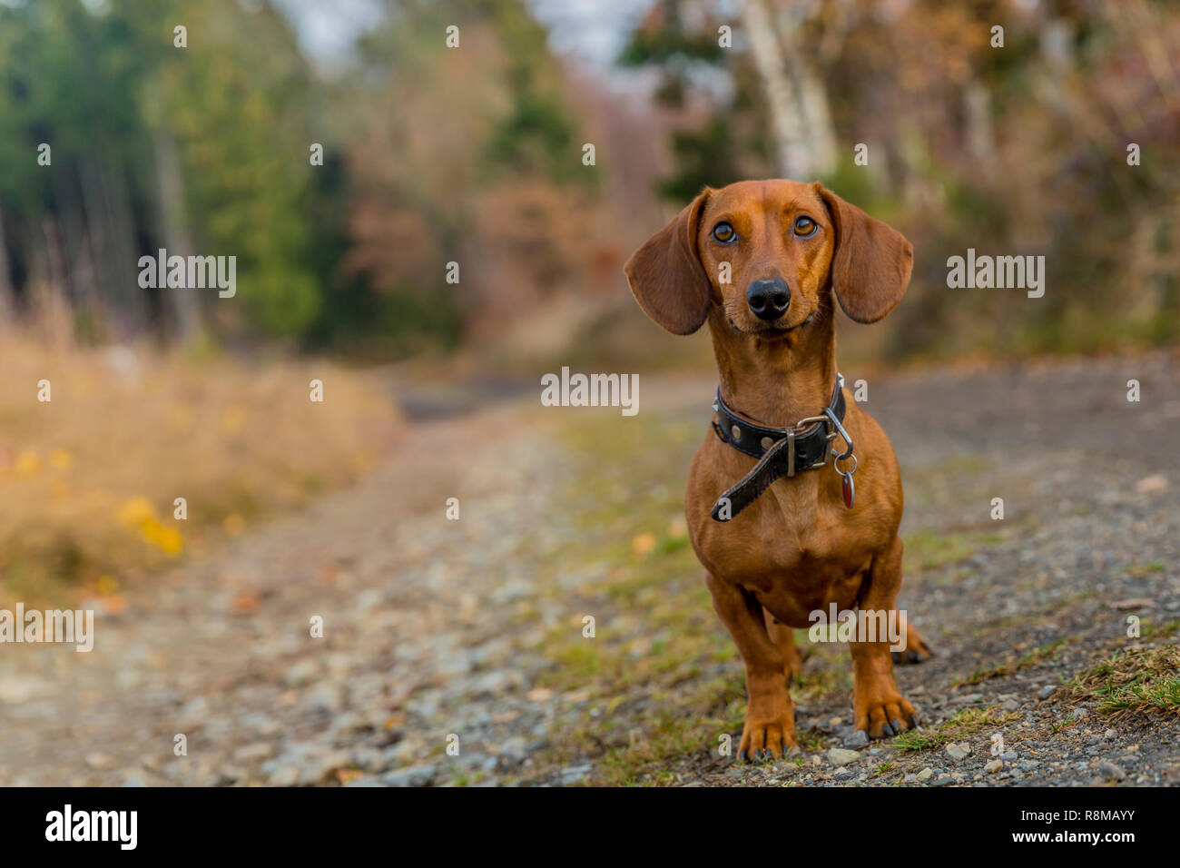 Bild von einem Dackel, stehend auf einem gepflasterten Weg auf der Suche sehr aufmerksam betrachten sie im Wald an einem schönen Herbsttag in den Belgischen Ardennen Stockfoto