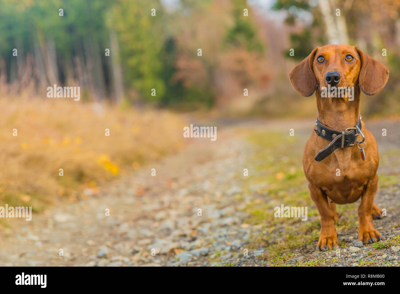 Bild von einem Dackel, stehend auf einem gepflasterten Weg sehr aufmerksam im Wald, auf einem schönen und sonnigen Herbsttag in den Belgischen Ardennen Stockfoto
