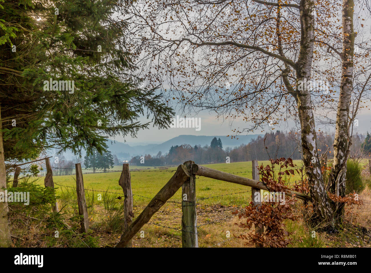 Schönes Bild von einer Wiese mit Holzstangen und Stacheldraht auf eine wunderbare und kalten Wintertag in der Belgischen Ardennen Stockfoto