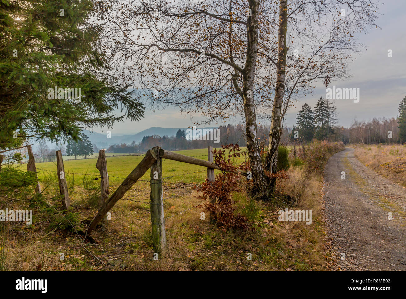 Wiese mit Holzstangen und Stacheldraht neben einem Weg der Steine, die zu den Wald auf eine wunderbare und kalten Wintertag in der Belgischen Ardennen Stockfoto