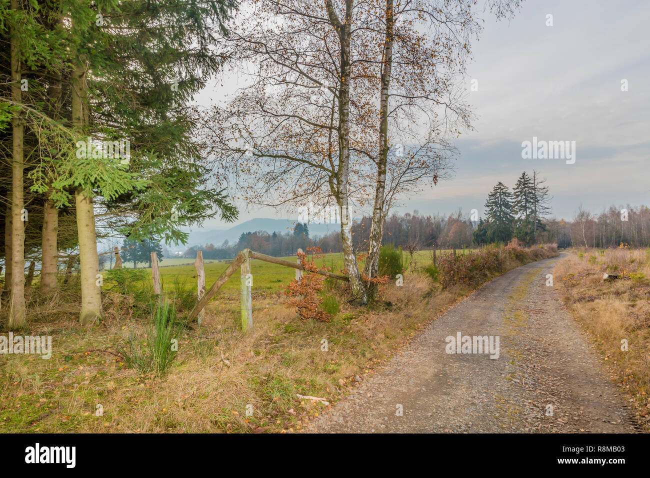 Schönes Bild von einem Weg der Steine, die zu den Wald auf eine wunderbare und kalten Wintertag in der Belgischen Ardennen Stockfoto