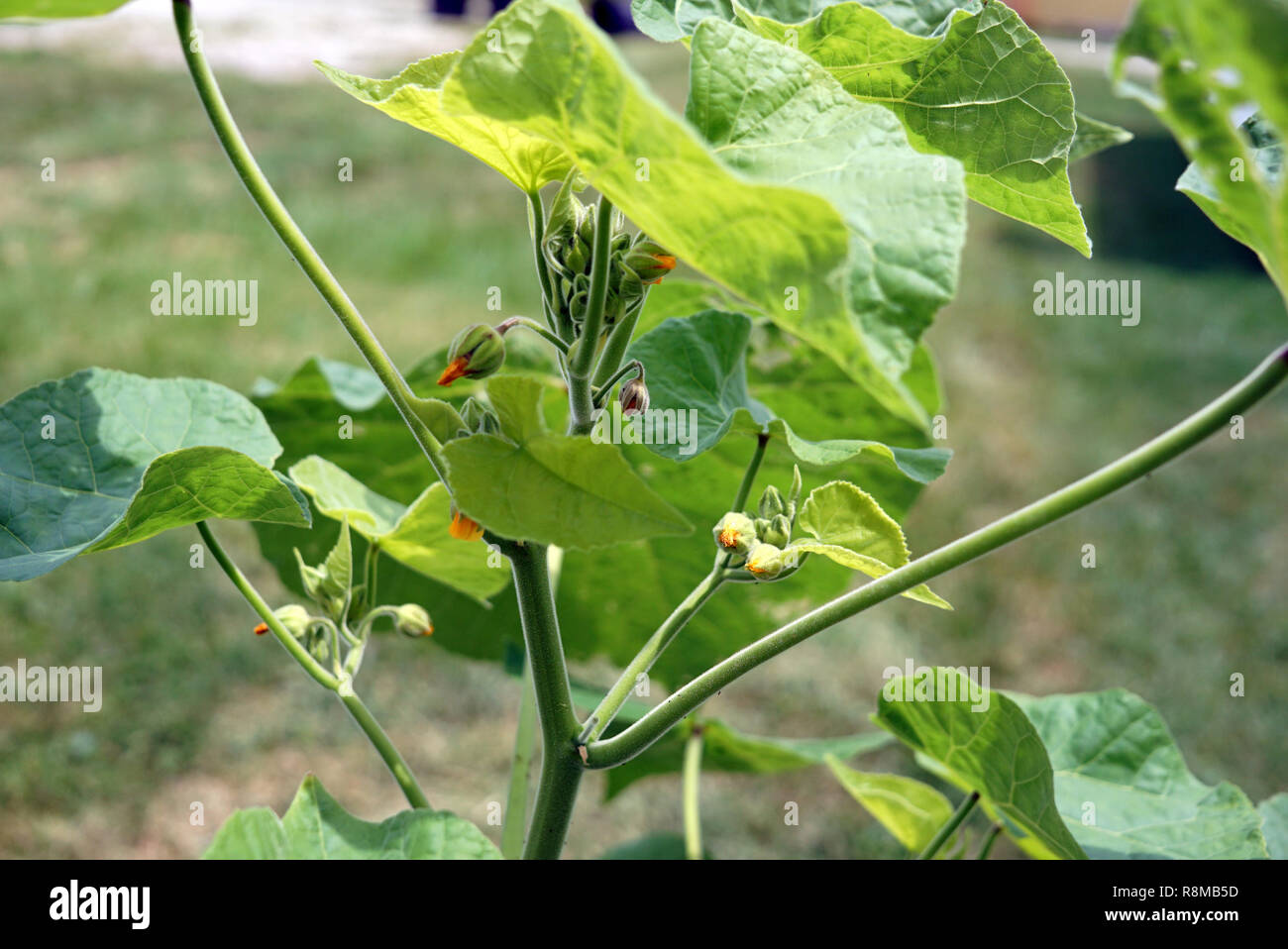 Große sonnenblume Blätter sind von der Sonne beleuchtet. Sichtbar Blattstruktur. Der mächtige Stamm der Pflanze ist im Detail sichtbar. Stockfoto