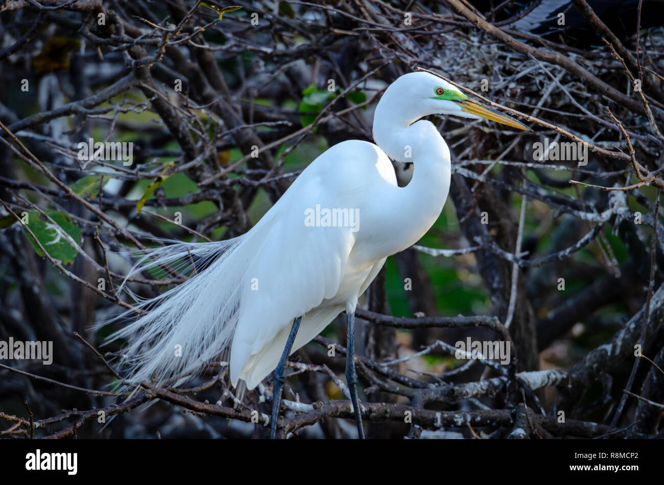 Silberreiher (Ardea alba) im bräutlichen Gefieder in Floridas Feuchtgebiete Stockfoto