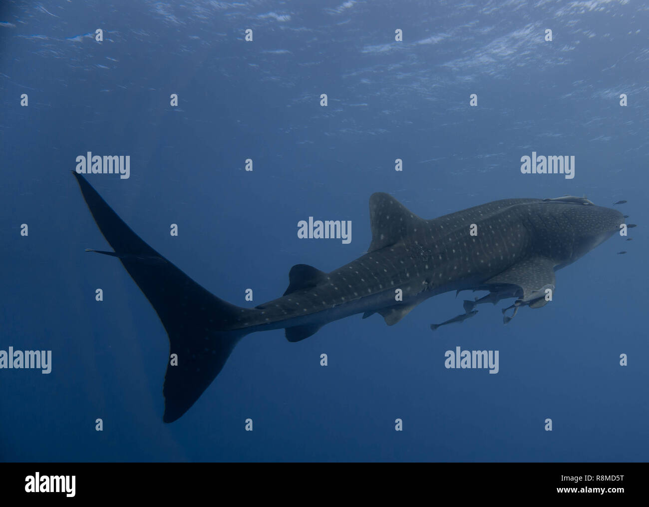 Wunderbare Begegnung mit einem Walhai im Roten Meer, Ägypten. Stockfoto