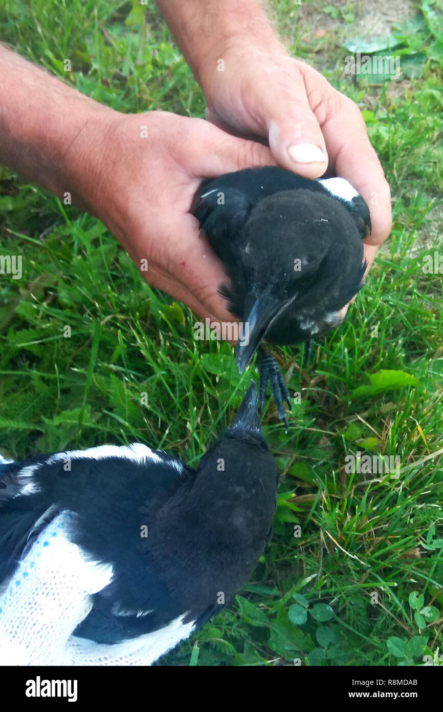 Die Menschen halten in ihren Händen ein Schrei 40 2018 Stockfoto