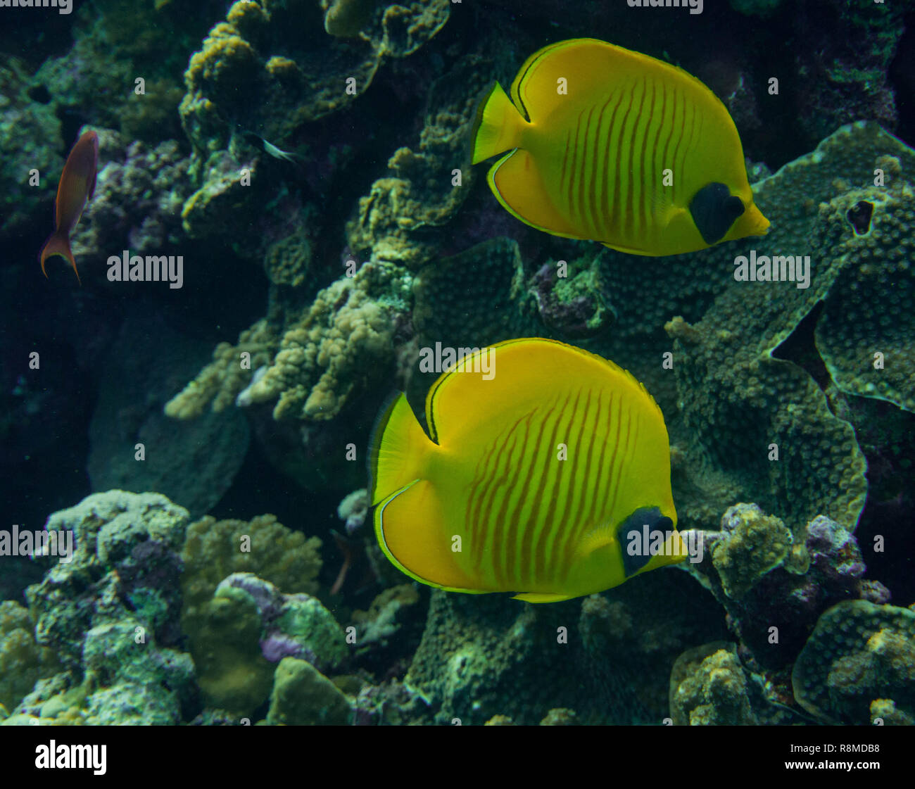 Fischvielfalt im Roten Meer ist einfach toll. Es gibt so viel verschiedene Arten. Stockfoto