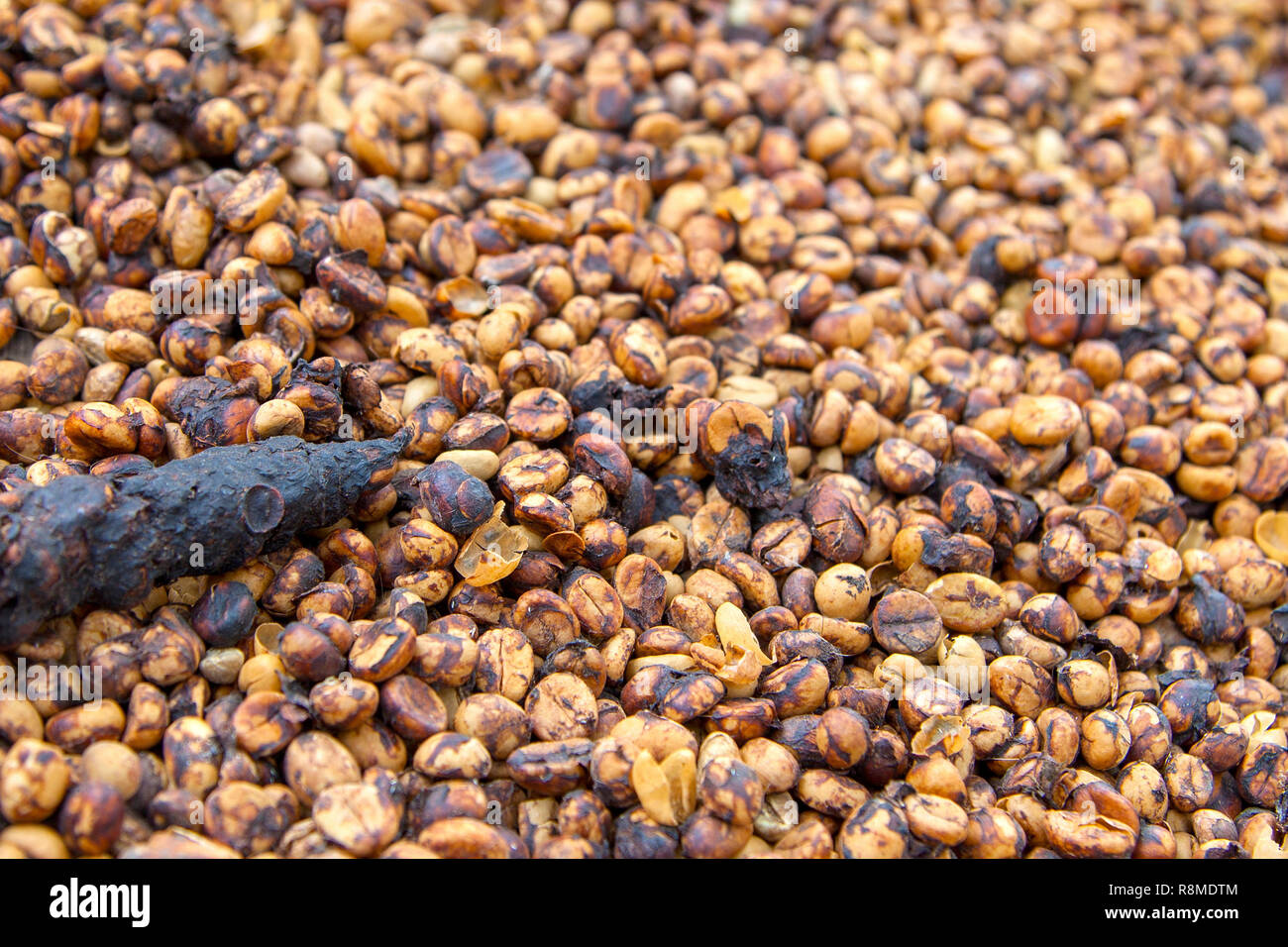 Die berühmten luwak Kaffee in balinesischen Indonesien. Stockfoto