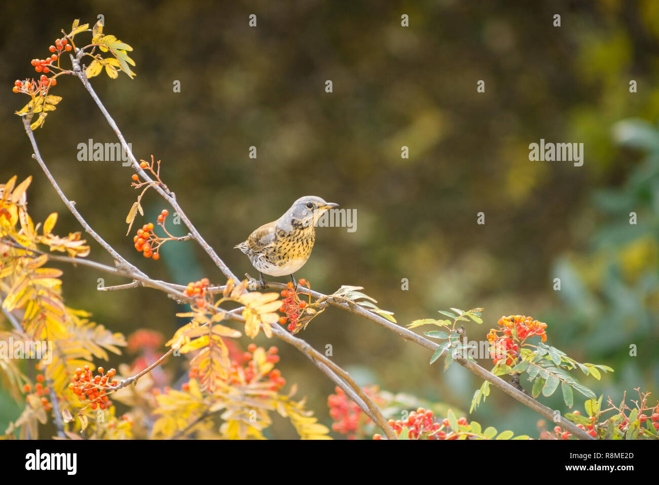 Vogel Thrush sitzen auf einem Ast Rowan. Bunter Hintergrund. Stockfoto